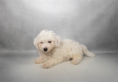 [#N07798] White M Bichon Frise Puppies for Sale