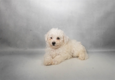 [#N07800] White F Bichon Frise Puppies for Sale