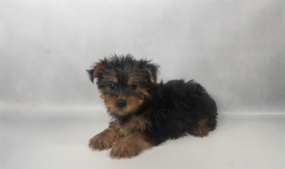 [#N07986] Black and Tan F Yorkshire Terrier Puppies for Sale