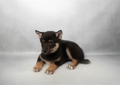 [#N08021] Black and Tan F Shiba Inu Puppies for Sale