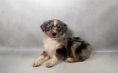 [#N08038] Blue Merle F Miniature Australian Shepherd Puppies for Sale