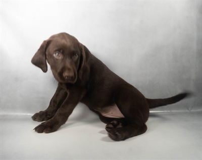 [#N08076] Chocolate F Labrador Retriever Puppies for Sale