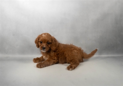 [#N08100] Ruby F Cavalier King Charles Spaniel Puppies for Sale