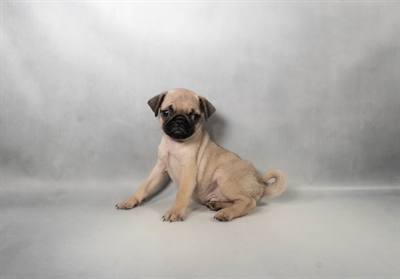 [#N08103] Fawn M Pug Puppies for Sale