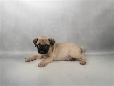 [#N08105] Fawn M Pug Puppies for Sale