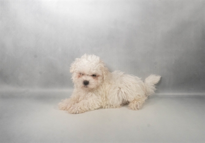 [#N08132] White M Maltese Puppies for Sale
