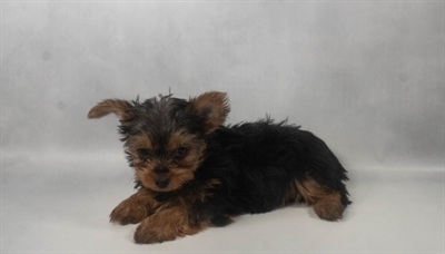 [#N08190] Black and Tan F Yorkshire Terrier Puppies for Sale