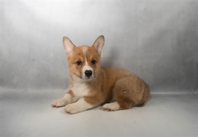 [#N08191] Sable M Pembroke Welsh Corgi Puppies for Sale