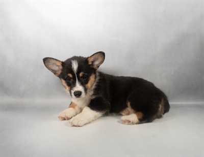 [#N08194] Black and Tan F Pembroke Welsh Corgi Puppies for Sale