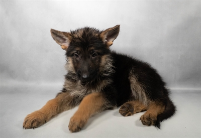 [#N08254] Black and Tan F German Shepherd Puppies for Sale