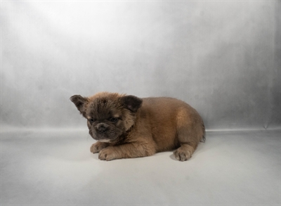 [#N08332] Blue Fawn M French Bulldog Puppies for Sale