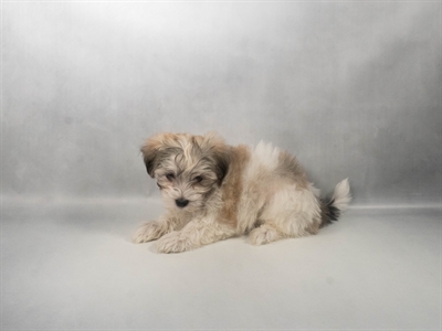 [#N08662] Gold and White M Havamalt Puppies for Sale