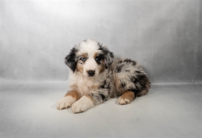 [#N08896] Blue Merle White and Tan M Miniature Australian Shepherd Puppies for Sale