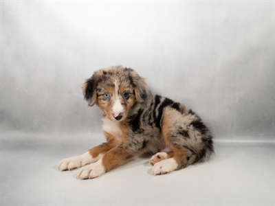 [#N08937] Blue Merle White and Tan M Miniature Australian Shepherd Puppies for Sale