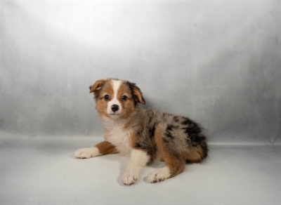 [#N08941] Blue Merle F Miniature Australian Shepherd Puppies for Sale