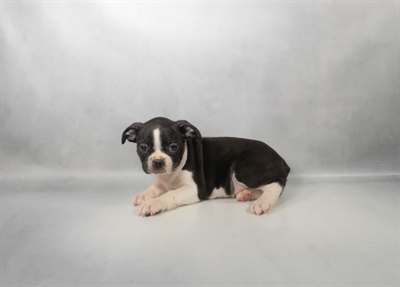 [#N09108] Black and White M Boston Terrier Puppies for Sale