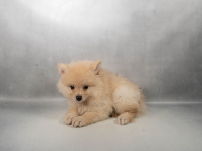 [#N09209] Cream M Pomeranian Puppies for Sale