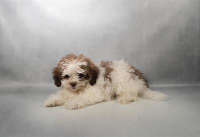 [#N09271] Liver and White M Teddy Bear Puppies for Sale