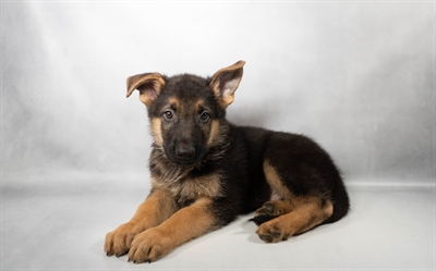 [#N09558] Black and Tan M German Shepherd Puppies for Sale