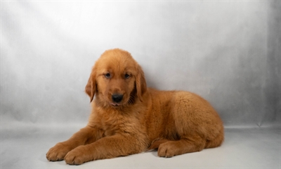 [#N09703] Dark Golden  F Golden Retriever Puppies for Sale
