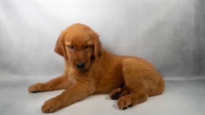 [#N09707] Dark Golden  F Golden Retriever Puppies for Sale
