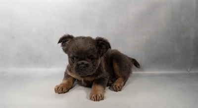 [#N09759] Blue and Tan M French Bulldog Puppies for Sale
