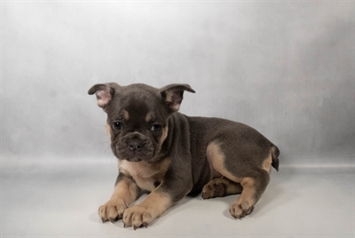 [#N09761] Blue and Tan M French Bulldog Puppies for Sale