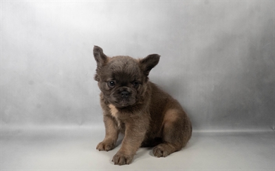 [#N09762] Blue Fawn F French Bulldog Puppies for Sale