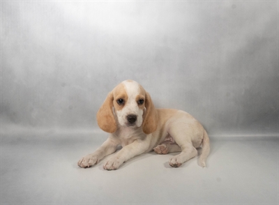 [#N10310] Lemon and White M Beagle Puppies for Sale