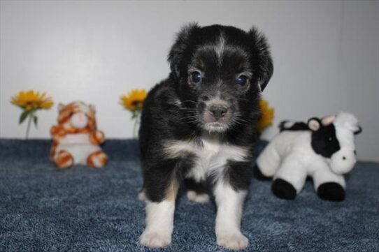 [#261724-06] Tri-Colored F Miniature American Shepherd Puppies for Sale