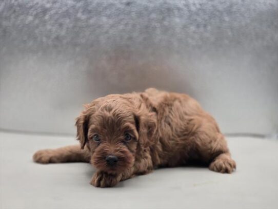 [#2693-02] Red M Cavapoo F1B Puppies for Sale