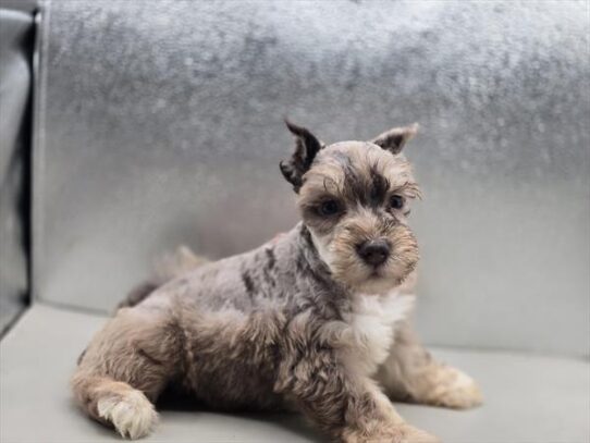 [#2695-03] Chocolate Merle M Miniature Schnauzer Puppies for Sale