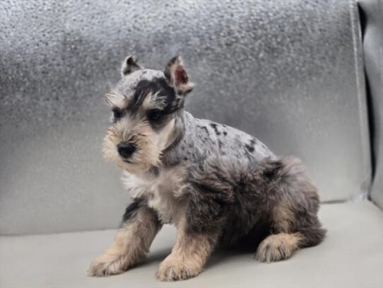 [#2695-02] Blue Merle / Tan M Miniature Schnauzer Puppies for Sale