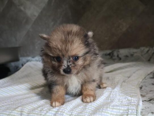 [#261886-01] Merle M Pomeranian Puppies for Sale