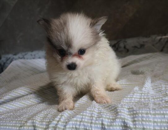 [#261886-04] Merle F Pomeranian Puppies for Sale