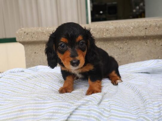 [#261903-04] Black / Tan F Dachshund Puppies for Sale
