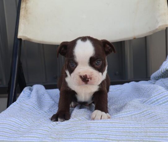 [#262133-02] Seal / White M Boston Terrier Puppies for Sale
