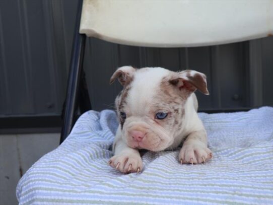 [#262133-03] Red Merle / White M Boston Terrier Puppies for Sale