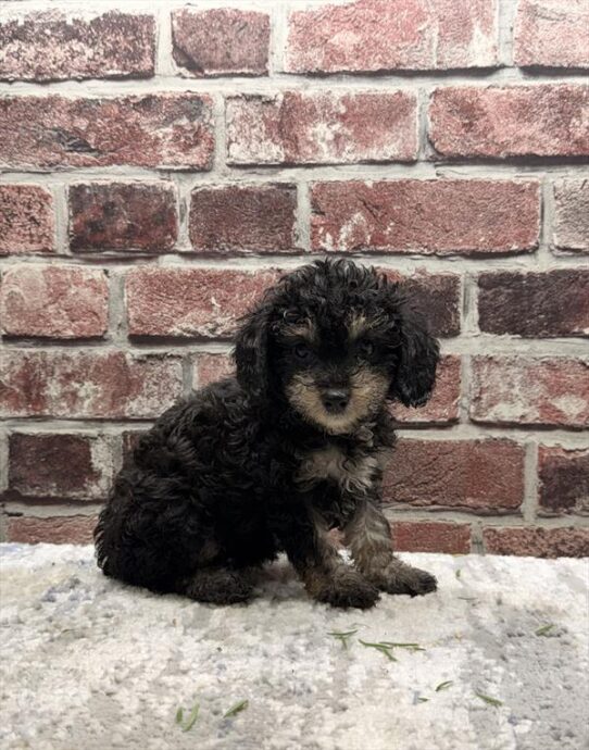 [#261896-05] Black / Tan F Poodle Mini Puppies for Sale
