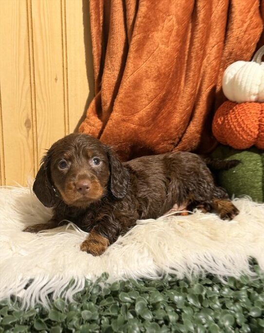 [#261928-01] Brown / Tan M Dachshund Puppies for Sale