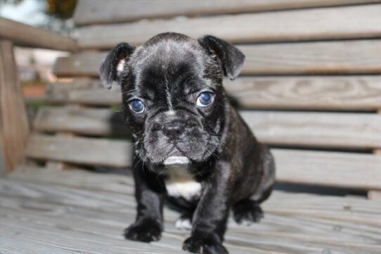 [#262132-01] Brindle F French Bulldog Puppies for Sale