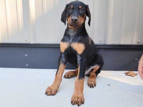 [#262027-01] Black / Rust M Doberman Pinscher Puppies for Sale