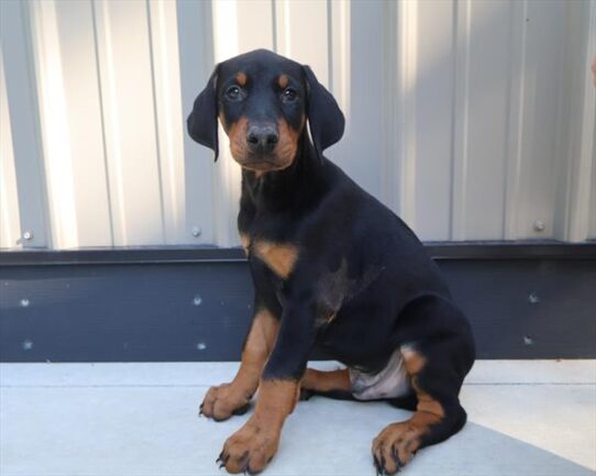 [#262027-02] Black / Rust M Doberman Pinscher Puppies for Sale