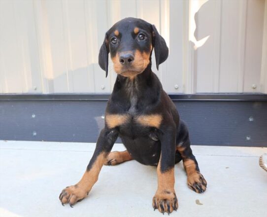 [#262027-07] Black / Rust F Doberman Pinscher Puppies for Sale