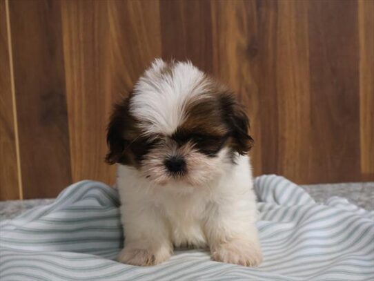 [#262059-03] Sable / White F Shih Tzu Puppies for Sale