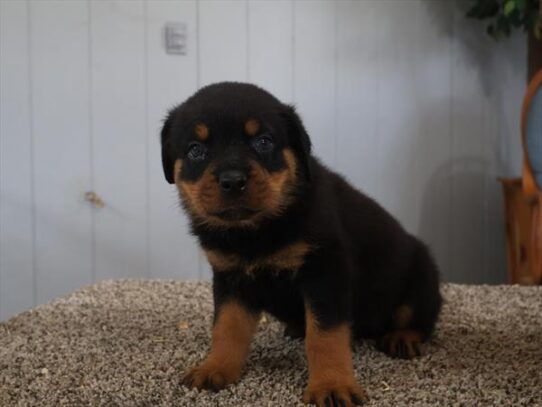 [#262014-09] Black / Tan F Rottweiler Puppies for Sale