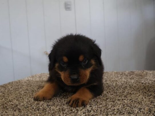 [#262014-05] Black / Tan M Rottweiler Puppies for Sale