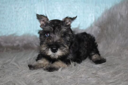 [#262234-04] Black / Silver F Miniature Schnauzer Puppies for Sale