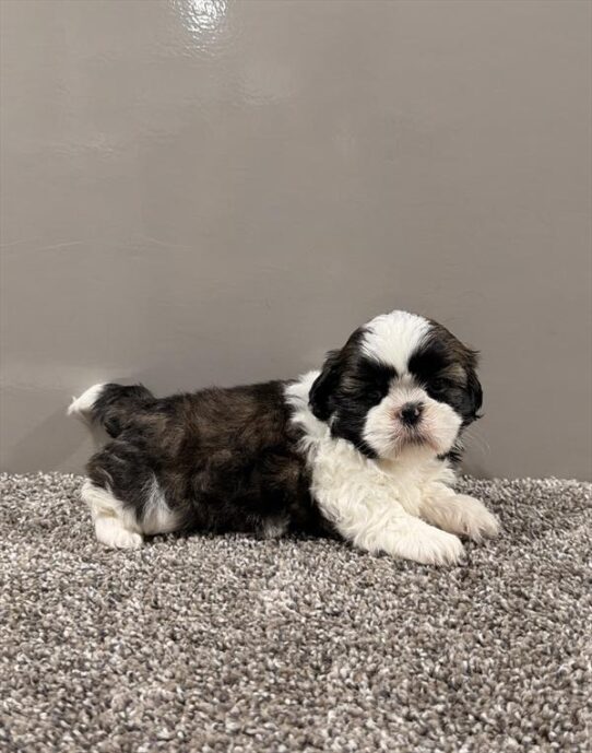 [#261920-02] Brindle / White M Shih Tzu Puppies for Sale