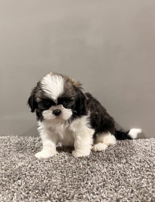 [#261920-05] Brindle / White F Shih Tzu Puppies for Sale